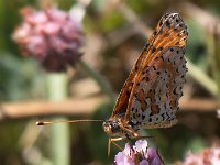 maudoc.com • Melitaea didyma •  IMG_0385.jpg   Melitaea didyma : Farfalla