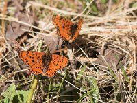 maudoc.com • Melitaea didyma •  IMG_0521.jpg   Melitaea didyma : Melitaea didyma