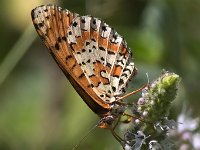 maudoc.com • Melitaea didyma •  IMG_1266.jpg   Melitaea didyma : Melitaea didyma