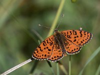 maudoc.com • Melitaea didyma •  IMG_1756.jpg   Melitaea didyma : Farfalla, Melitaea didyma