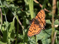 maudoc.com • Melitaea didyma •  IMG_1775.jpg   Melitaea didyma : Farfalla, Melitaea didyma