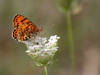 maudoc.com • Melitaea didyma •  IMG_1949.jpg   Melitaea didyma : Farfalla, Melitaea didyma