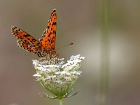 maudoc.com • Melitaea didyma •  IMG_1951.jpg   Melitaea didyma : Farfalla, Melitaea didyma