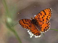 maudoc.com • Melitaea didyma •  IMG_1957.jpg   Melitaea didyma : Farfalla, Melitaea didyma