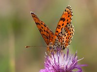 maudoc.com • Melitaea didyma •  IMG_1977.jpg   Melitaea didyma : Farfalla, Melitaea didyma