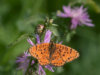 maudoc.com • Melitaea didyma •  IMG_2228.jpg   Melitaea didyma : Farfalla, Melitaea didyma