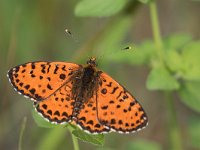 maudoc.com • Melitaea didyma •  IMG_2234.jpg   Melitaea didyma : Farfalla, Melitaea didyma