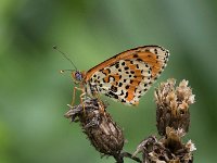 maudoc.com • Melitaea didyma •  IMG_2239.jpg   Melitaea didyma : Farfalla, Melitaea didyma