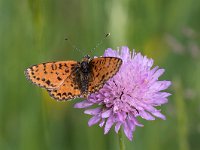 maudoc.com • Melitaea didyma •  IMG_4312.jpg   Melitaea didyma : Farfalla