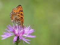 maudoc.com • Melitaea didyma •  IMG_4344b.jpg   Melitaea didyma