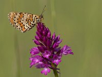 maudoc.com • Melitaea didyma •  IMG_4407.jpg   Melitaea didyma : orchidea, Farfalla