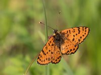 maudoc.com • Melitaea didyma •  IMG_4582.jpg   Melitaea didyma : Farfalla, Melitaea didyma