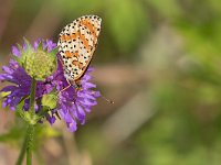 maudoc.com • Melitaea didyma •  IMG_4885.jpg   Melitaea didyma : Farfalla, Melitaea didyma