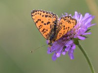 maudoc.com • Melitaea didyma •  IMG_4889.jpg   Melitaea didyma : Farfalla, Melitaea didyma