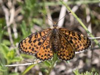 maudoc.com • Melitaea didyma •  IMG_5119.jpg   Melitaea didyma : Farfalla, Melitaea didyma