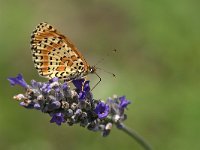 maudoc.com • Melitaea didyma •  IMG_5747.jpg   Melitaea didyma : Farfalla, Melitaea didyma