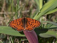 maudoc.com • Melitaea didyma •  IMG_6061.jpg   Melitaea didyma : Farfalla, Melitaea didyma