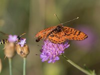 maudoc.com • Melitaea didyma •  IMG_6096.jpg   Melitaea didyma : Farfalla, Melitaea didyma