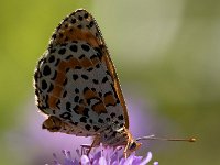 maudoc.com • Melitaea didyma •  IMG_6109.jpg   Melitaea didyma : Farfalla, Melitaea didyma