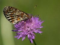 maudoc.com • Melitaea didyma •  IMG_6567.jpg   Melitaea didyma : Farfalla, Melitaea didyma