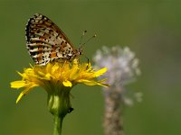 maudoc.com • Melitaea didyma •  IMG_6574.jpg   Melitaea didyma : Farfalla, Melitaea didyma