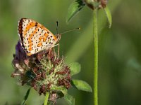 maudoc.com • Melitaea didyma •  IMG_7558.jpg   Melitaea didyma : Farfalla