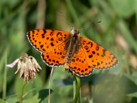 maudoc.com • Melitaea didyma •  IMG_7575.jpg   Melitaea didyma : Farfalla