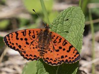 maudoc.com • Melitaea didyma •  IMG_7648.jpg   Melitaea didyma : Melitaea didyma