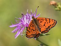 maudoc.com • Melitaea didyma •  IMG_8550.jpg   Melitaea didyma : Farfalla, Melitaea didyma