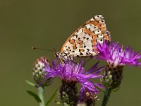 maudoc.com • Melitaea didyma •  IMG_8556.jpg   Melitaea didyma : Farfalla, Melitaea didyma