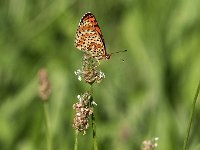 maudoc.com • Melitaea didyma •  IMG_9006.jpg   Melitaea didyma : Melitaea didyma