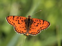 maudoc.com • Melitaea didyma •  IMG_9173.jpg   Melitaea didyma : Melitaea didyma