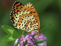 maudoc.com • Melitaea didyma •  IMG_9322.jpg   Melitaea didyma : Melitaea didyma