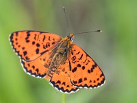 maudoc.com • Melitaea didyma •  IMG_9326.jpg   Melitaea didyma : Melitaea didyma