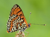 maudoc.com • Melitaea didyma •  IMG_9341.jpg   Melitaea didyma : Melitaea didyma