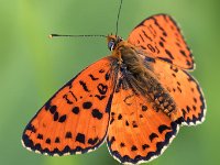 maudoc.com • Melitaea didyma •  IMG_9362.jpg   Melitaea didyma : Melitaea didyma