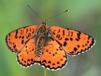 maudoc.com • Melitaea didyma •  IMG_9364.jpg   Melitaea didyma : Melitaea didyma