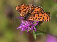 maudoc.com • Melitaea didyma •  IMG_9542a.jpg   Melitaea didyma : Farfalla, Melitaea didyma