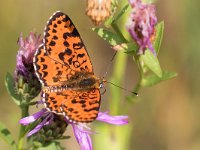 maudoc.com • Melitaea didyma •  IMG_9548a.jpg   Melitaea didyma : Farfalla, Melitaea didyma