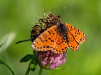 maudoc.com • Melitaea didyma •  IMG_9707.jpg   Melitaea didyma : Farfalla, Melitaea didyma, X id