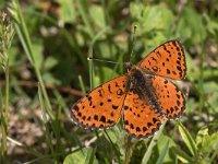 maudoc.com • Melitaea didyma •  IMG_9999.jpg   Melitaea didyma : Melitaea didyma, Farfalla