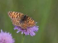 maudoc.com • Melitaea phoebe •  IMG_4460a.jpg   Melitaea phoebe : Farfalla