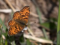 maudoc.com • Melitaea phoebe •  IMG_6372.jpg   Melitaea phoebe : Farfalla, X id