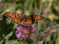 maudoc.com • Melitaea phoebe •  IMG_6376.jpg   Melitaea phoebe : Farfalla, X id