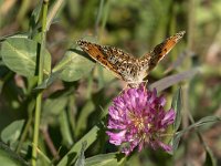 maudoc.com • Melitaea phoebe •  IMG_6380.jpg : Farfalla, X id