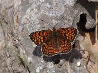 Melitaea phoebe