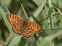 maudoc.com • Melitaea phoebe •  IMG_9824.jpg   Melitaea phoebe : Melitaea celadussa, Farfalla