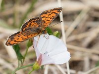 maudoc.com • Melitaea trivia •  IMG_7919.jpg   Melitaea trivia : Farfalla