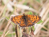 Melitaea trivia