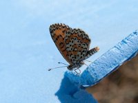 maudoc.com • Melitaea trivia •  Melitaea trivia marseghina.jpg   Melitaea trivia : Farfalla